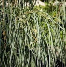 Maybe you would like to learn more about one of these? Shoestring Acacia Tree