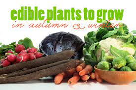 I have mixed emotions each autumn as the gardening season comes to a close. Edible Plants To Grow In Autumn And Winter