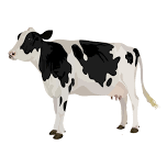 All About Cows! Story/Activity Time!