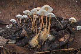 Image result for Strobilurus conigenoides