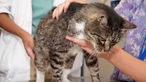 3 symptômes de la pif et du coronavirus du chat. Coronavirus Felin Maladies Du Chat Doctissimo