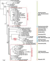 Image result for Aeschynomene cristata