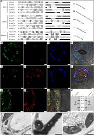 Do plants have both chloroplasts and mitochondria. Ptomtapx A Mitochondrial Ascorbate Peroxidase Plays An Important Role In Maintaining The Redox Balance Of Populus Tomentosa Carr Scientific Reports