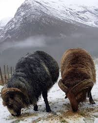 Rams In Snow Sheep Breeds Animals Beautiful Animals