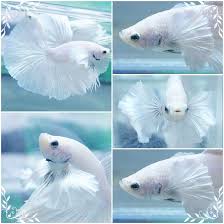 Beautiful White Platinum Elephant Ear Hm Male Betta Splendens Pet Fish Betta Fish Pretty Fish