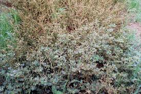 Image result for Trianthema mozambiquense