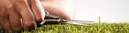 I obviously missed that window so i have to make do. Barenbrug Uk How To Overseed Your Lawn