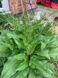 Check spelling or type a new query. Can Anyone Identify This Plant It S Growing In My Garden Not Sure If It S Invasive And Getting Big Plants