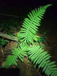 Image result for Christella hispidula