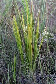 Image result for Hypolytrum