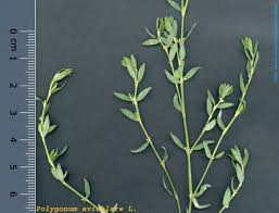 Image result for Polygonum aviculare