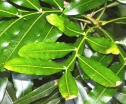 Image result for Scolopia stolzii