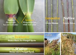 Image result for Phragmites mauritianus