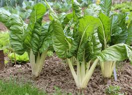 Semer Ou Planter Des Blettes Ou Bettes A Cardes Ou Poiree Blette Trucs Et Astuces Jardinage Bette A Carde
