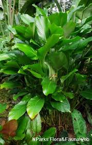 Image result for Sarcophrynium schweinfurthianum