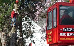 Pin On Tree Service Nj