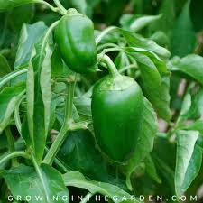 Just as in other chili peppers, jalapenos also originated in mexico. How To Grow Peppers Growing Peppers Growing In The Garden