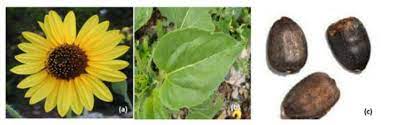 Helianthus Annuus Flower A Leaves B And Seeds C Download Scientific Diagram