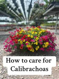 13 Ways To Revive Your Dead Or Dying Plant | Nurserylive