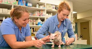 Veterinary schools are typically cheaper than vet clinics and animal hospitals. Fear Free Care Salmon Brook Veterinary Hospital