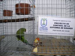 It is an asiatic parrot originally from ceylon. Control Of Invasive Ring Necked Parakeet Psittacula Krameri In An Island Biosphere Reserve La Palma Canary Islands Combining Methods And Social Engagement Springerlink