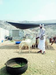 مكة على خطى الطائف سعر الحري يعود إلى ما قبل 17 عاما أخبار السعودية صحيفة عكاظ