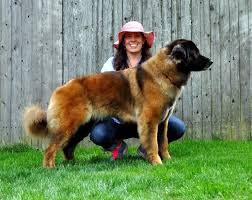 Also known as the portuguese shepherd and cao da serra da estrela, these large dogs are courageous and loyal. Estrela Mountain Dog Temperament And Personality Non Aggressive But Fearless