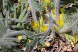 Image result for Eriosema rhynchosioides