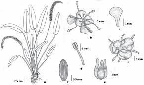 Image result for Aponogetonaceae