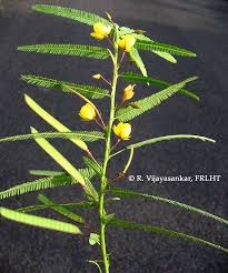Image result for Chamaecrista mimosoides