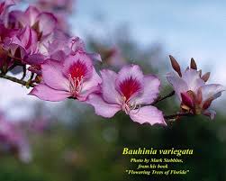 Image result for Bauhinia variegata