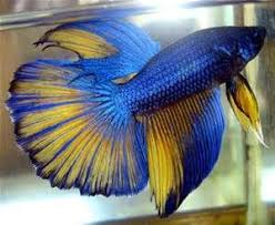 Rare Betta Fish Colors Bing Images Betta Fish Betta Betta Fish Tank