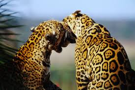 She was recently transfered to the alexandria zoo in louisiana. Tierlexikon Jaguar Wwf Panda Club