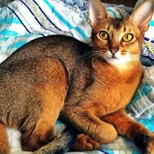 Dying cats might begin to look messy and unkempt, and might even develop a detectable odor. Abyssinian Ancare Veterinary Hospital