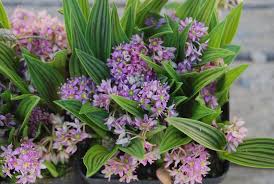 Image result for Ledebouria cordifolia