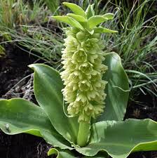 Image result for Eucomis autumnalis