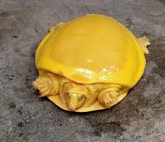 One of the world's most beautiful, and most endangered turtles, spotted pond turtles (geoclemys hamiltonii) are found along the indus river of northern india and pakistan; Rare Yellow Turtle Spotted For Only Second Time Looks Like Melted Cheese Cnet