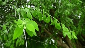 Image result for Salvadora persica