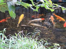 11mo ⋅ tokyono ⋅ r/interestingasfuck. Home Pond Barn Flower Farm For Sale The Property