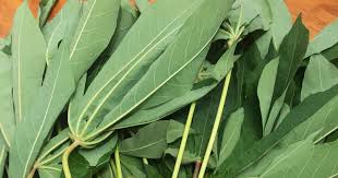 Ubi kayu dikatakan berasal dari bahagian tropika amerika selatan tetapi kini taburannya hampir di semua. Kenali Pucuk Ubi Yang Sebenar Blog Sihatimerahjambu