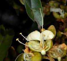 Image result for Anthonotha