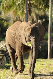 Tami Goseemickey Com Animal Kingdom Disney Jungle Animals Animals