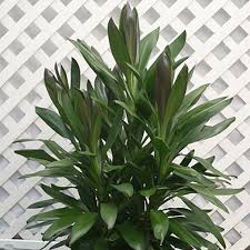 Image result for Cordyline stricta