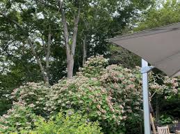 Image result for Clerodendrum ternatum