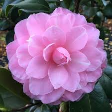 Camellia Japonica Miss Bessie Beville Camellia Flowers Garden Horticulture Landscape Savannah Camellia Pretty Flowers Camellia Flower Flower Aesthetic