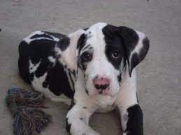 Check spelling or type a new query. Adopt Patch On Petfinder Dane Puppies Great Dane Great Dane Dogs