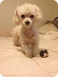 Click here to view our puppies for sale! Fort Worth Tx Poodle Toy Or Tea Cup Meet Darby 3yr Tiny Toy Poodle A Pet For Adoption