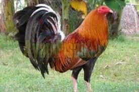 Pemberian pakan sore ayam philipin di kandang belakang rumah pakan yang di gunakan adalah jenis ayam filipina dari warna nya ayam philipina black bonanza / ayam philipina brassback. Ayam Filipina