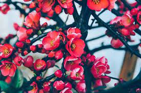 Range of trees with fiery red to deep purple coloured foliage. Tree Flowers Red Free Photo On Pixabay
