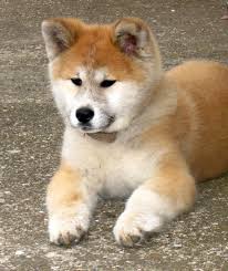 Maybe you would like to learn more about one of these? Japanese Akita Inu Info Temperament Puppies Pictures